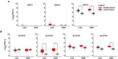 A molecular signature for the G6PC3/SLC37A2/SLC37A4 interactors in glioblastoma disease progression and in the acquisition of a brain cancer stem cell phenotype